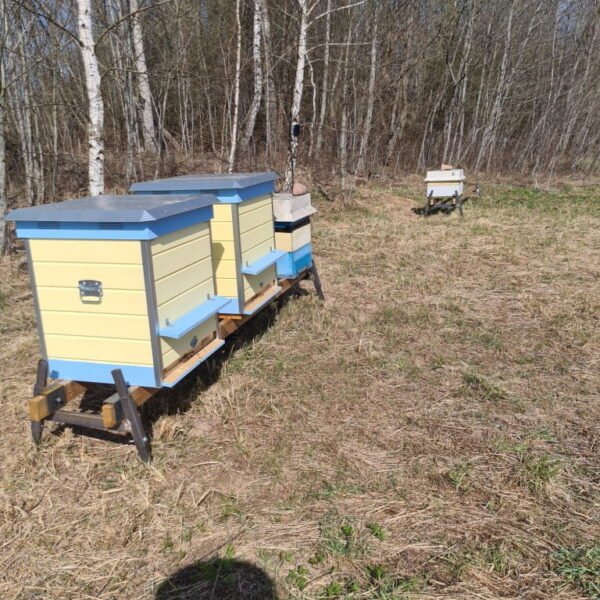 REGULIUOJAMOS AVILIO KOJOS (2vnt.)